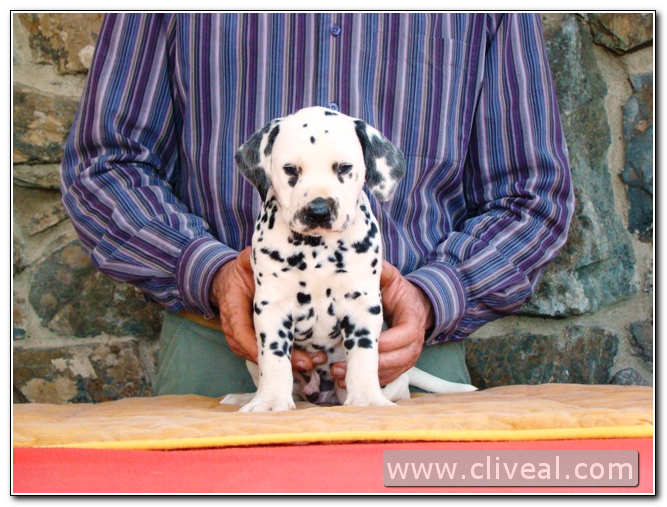 cachorro-dalmata-tempori-principiatus-de-cliveal