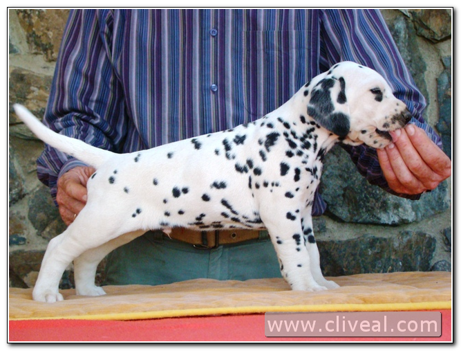 cachorro dalmata tempori principiatus de cliveal