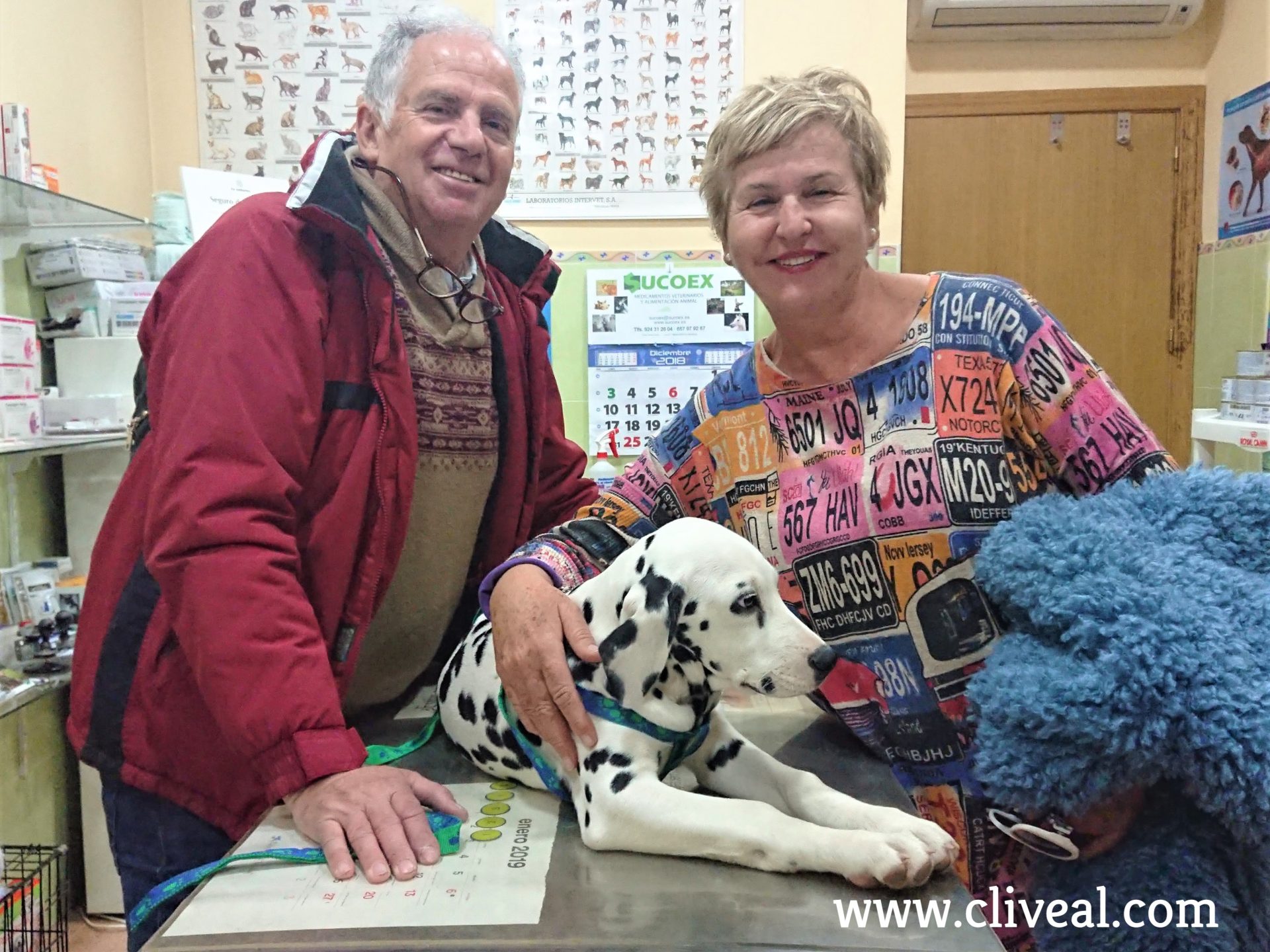 cachorro dalmata tenerife