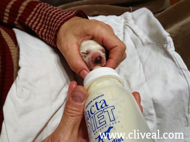 cachorro dalmata tomando un biberon