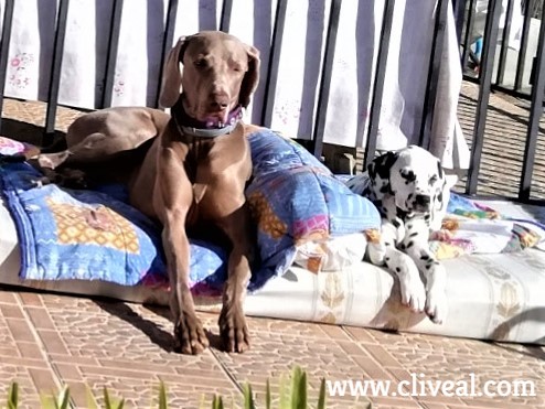 cachorro dalmata valencia