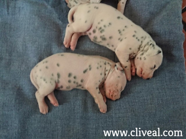 cachorro dalmata valencia