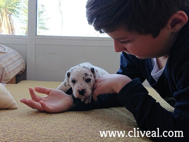 cachorro dalmata valencia