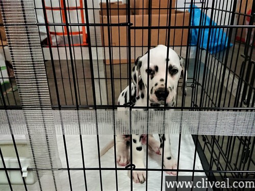 cachorro dalmata viajando el escorial