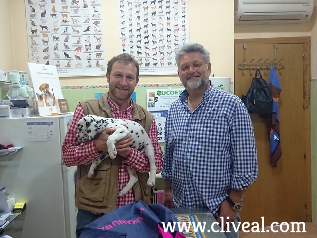 cachorro dalmata villaviciosa de odon