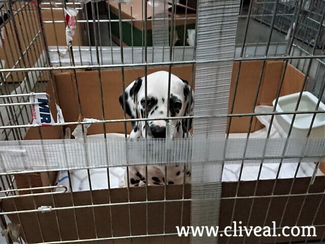 cachorro dalmata vizcaya