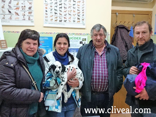 cachorro-dalmata-vizcaya