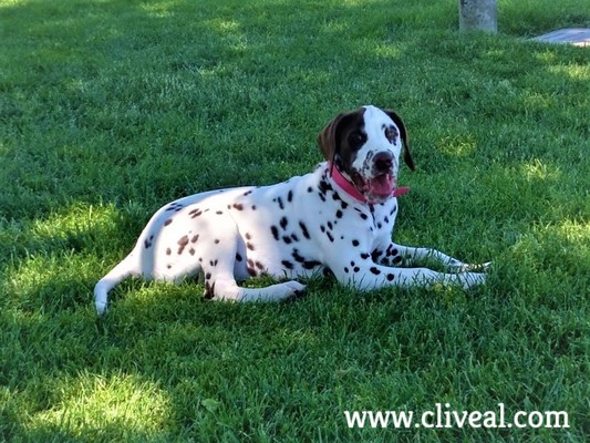 cachorro dalmata zaragoza