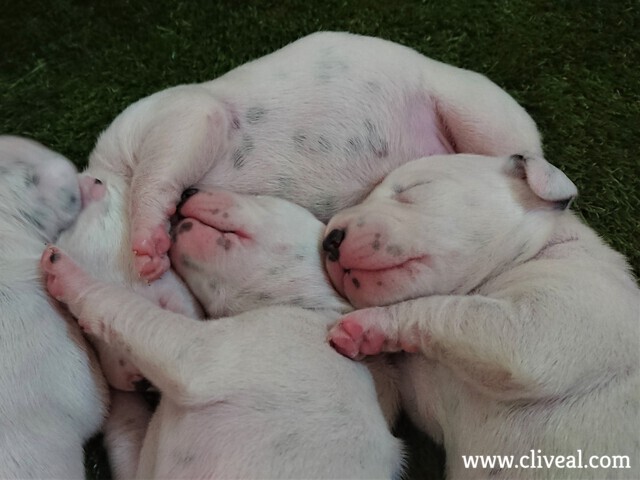 cachorro-dalmatas-dormidos