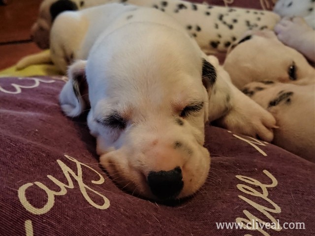 cachorro de cara blanca