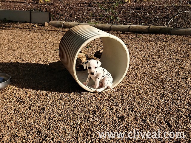 cachorro dentro tubo