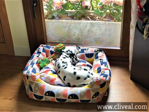 cachorro-el-escorial