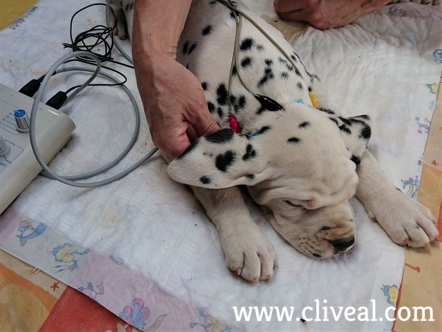 cachorro haciendose test de sordera