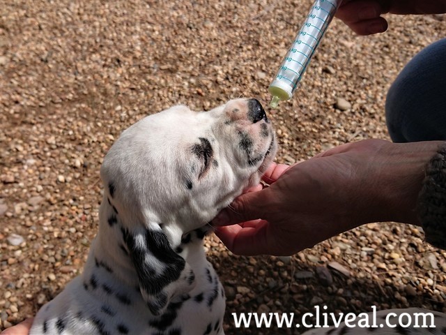 cachorro medicandose