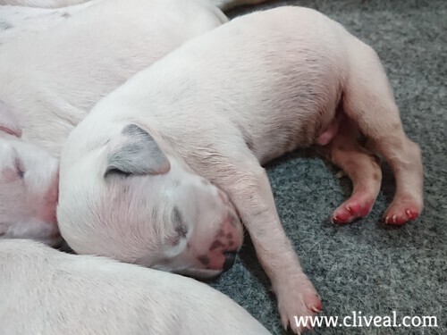cachorro neonato dormido