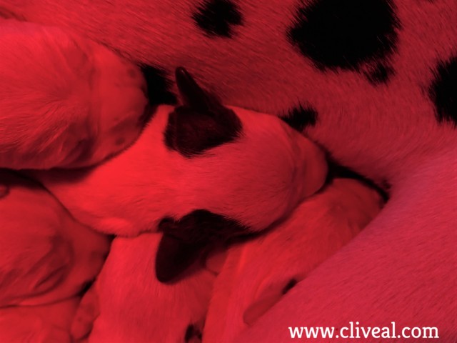 cachorro orejas marrones