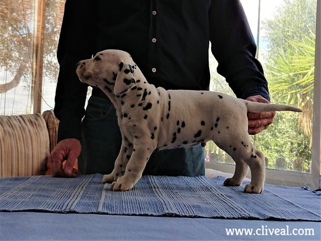 cachorro-sexquipedalis de cliveal