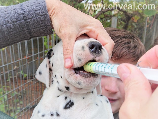 cachorro siendo desparasitado