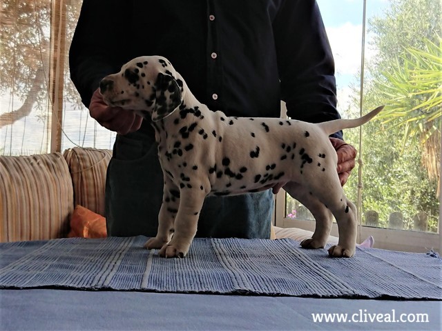 cachorro tholos de cliveal