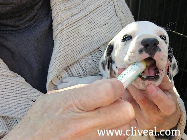 cachorro-tomando-desparasitador