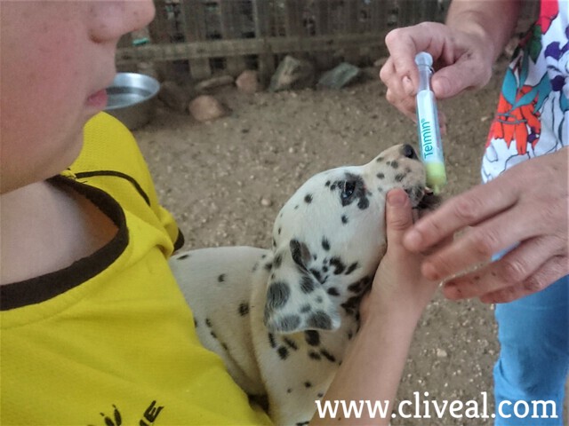 cachorro tomando telmin