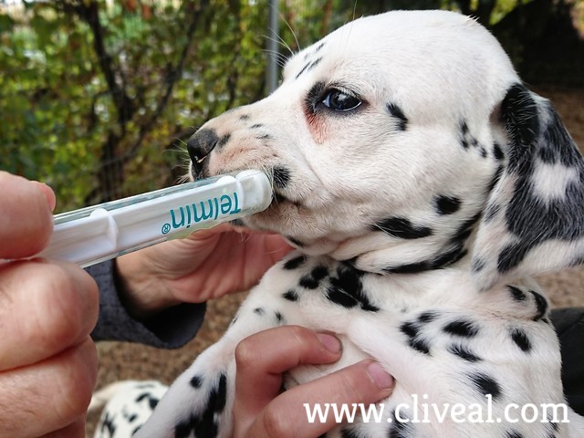 cachorro tomando telmin