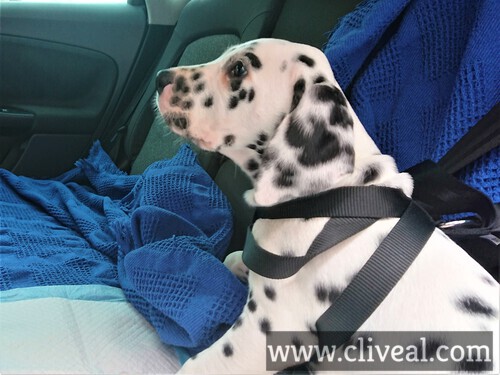 cachorro viajando coche