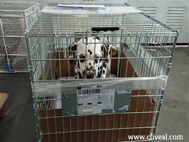 cachorro viajando mrw