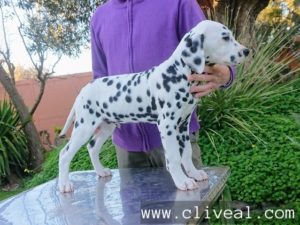 Cachorro dálmata del criadero Cliveal con tres meses de edad, nacido el 23 de septiembre de 2023