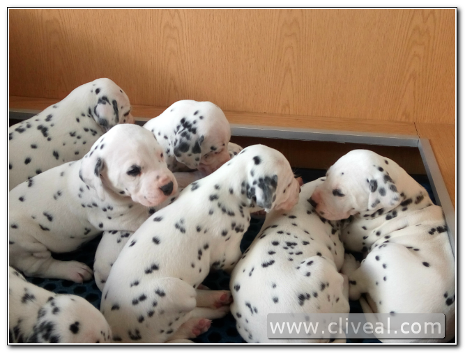 cachorros camada dalmata criadero cliveal