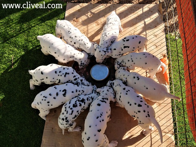 cachorros comiendo pienso