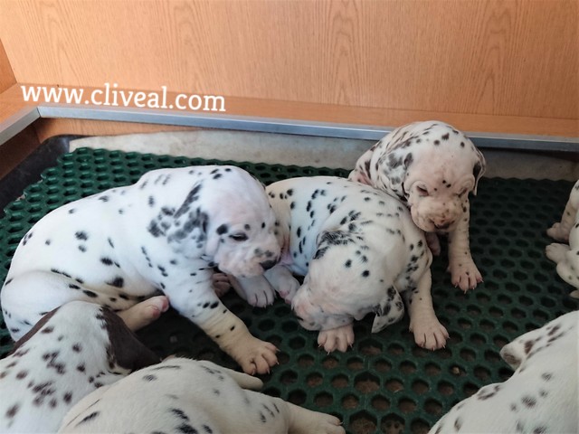 cachorros con 22 dias