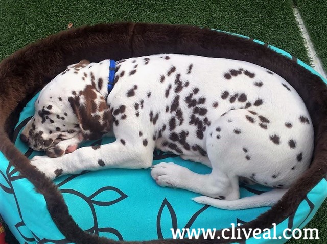 cachorros dalmata castellon