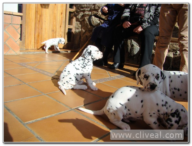 cachorros dalmata con 40 días