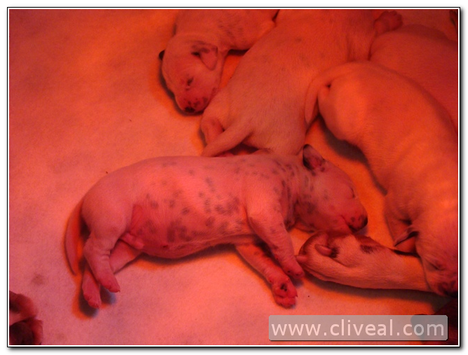 cachorros dalmatas con cuatro días