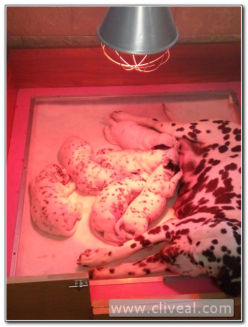 cachorros dálmata en la paridera