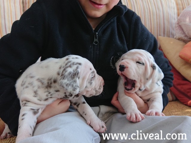 cachorros dalmata galicia