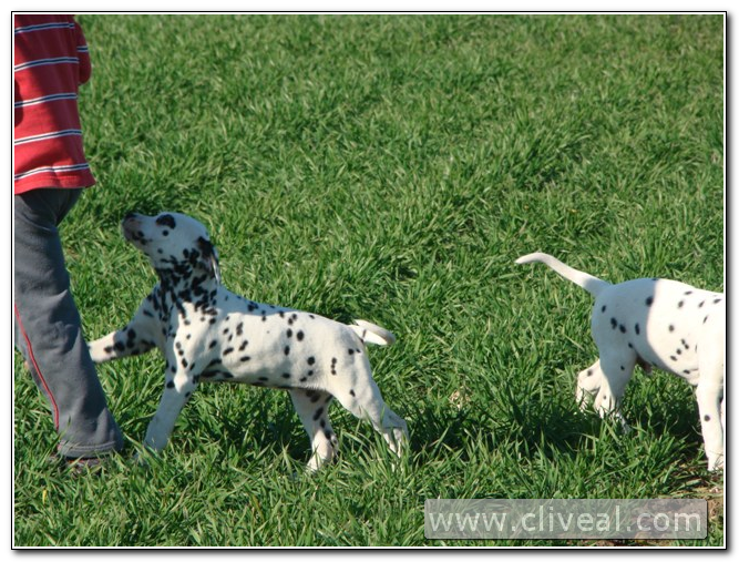 cachorros dálmatas jugando