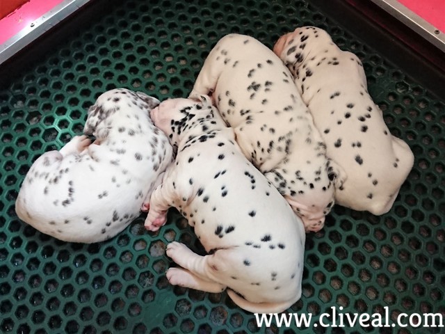 cachorros dalmata madrid
