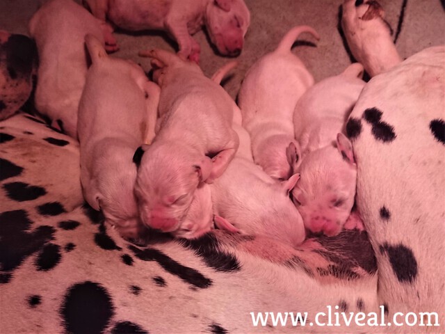 cachorros dalmata mamando