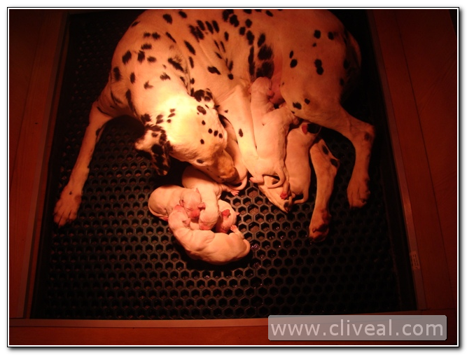 cachorros dalmata recien nacidos