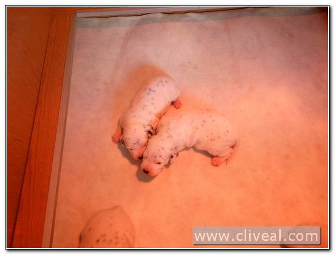 cachorros dalmatas com dois semanas de vida