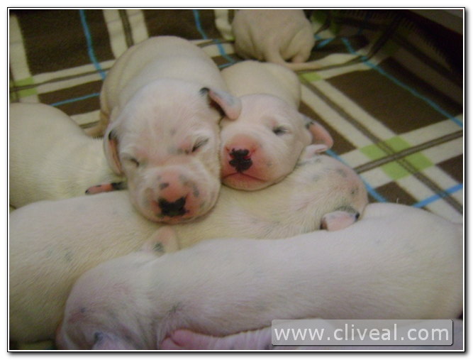 cachorros dalmatas con 8 dias