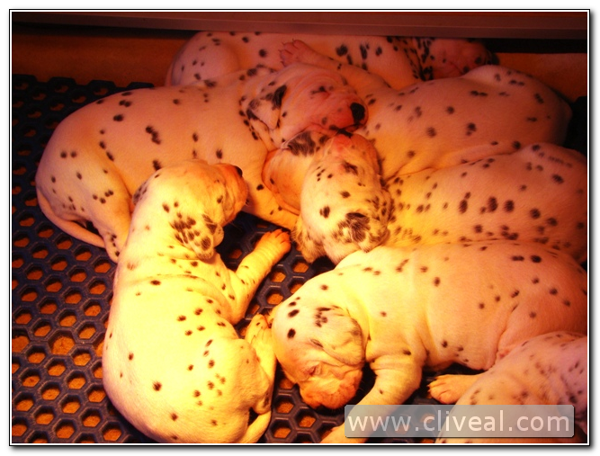 cachorros dálmatas con diecinueve días