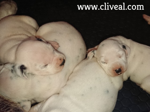 cachorros dalmatas con ojos cerrados aun