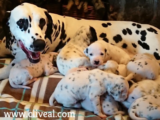 cachorros dalmatas de 20 dias