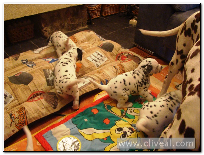 cachorros dálmatas de 24 días