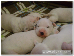 cachorros dalmatas con 8 dias