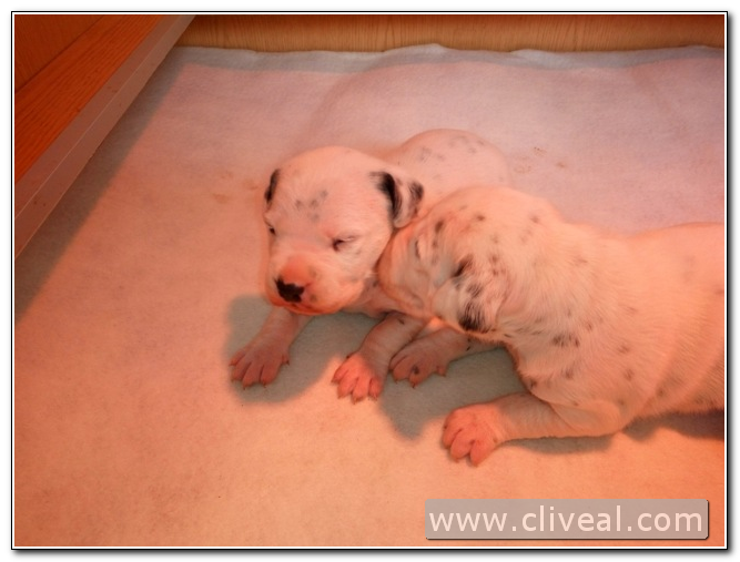 cachorros dalmatas de dos semanas