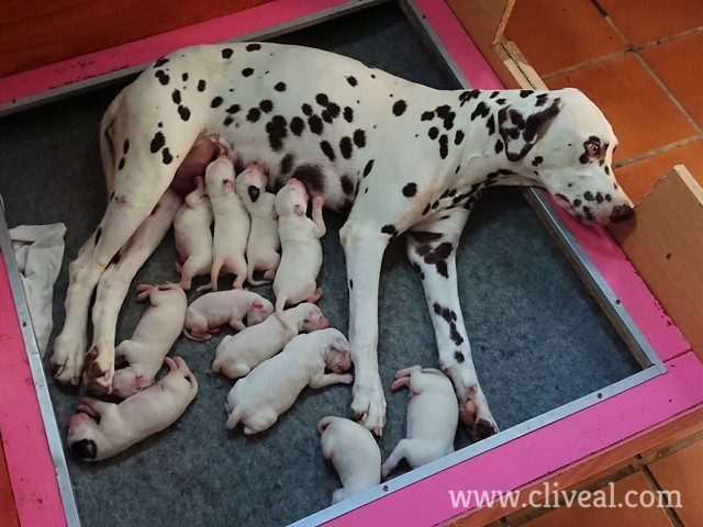 cachorros dalmatas de tres dias de vida